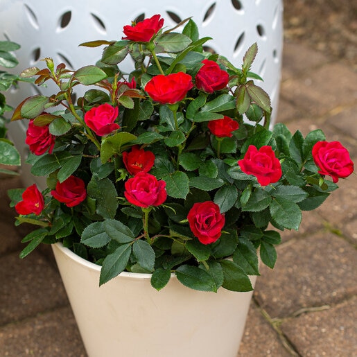 Rosa X Petite Knock Out Miniature Rose | SiteOne US